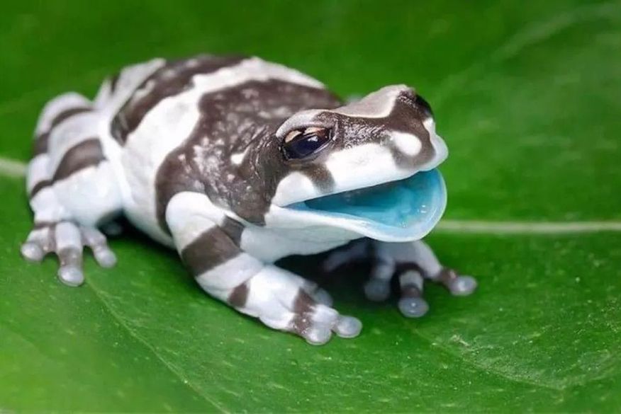 foto62130